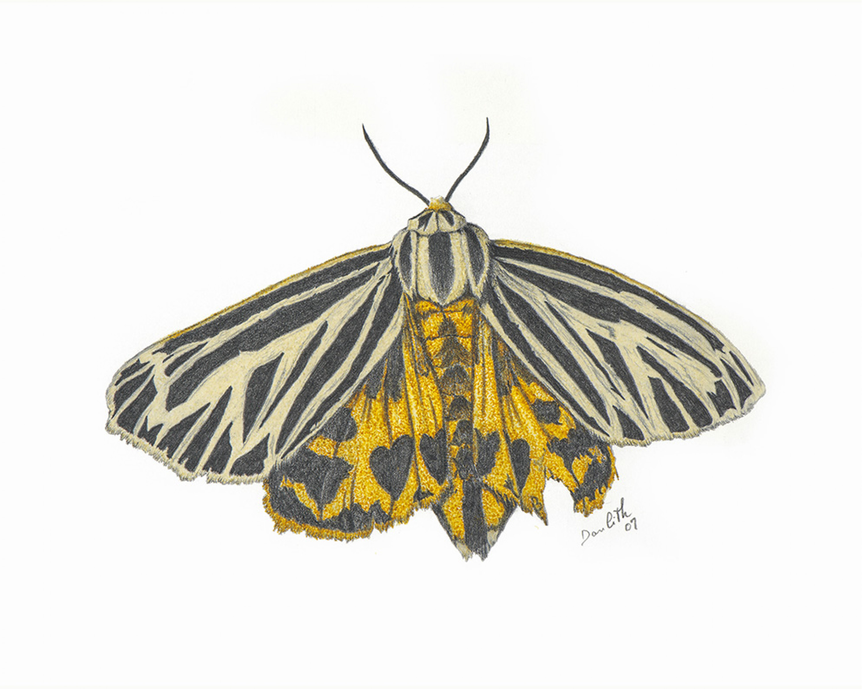 Oeuvre originale Apantèse vierge (Apantesis virgo): Virgin Tiger Moth