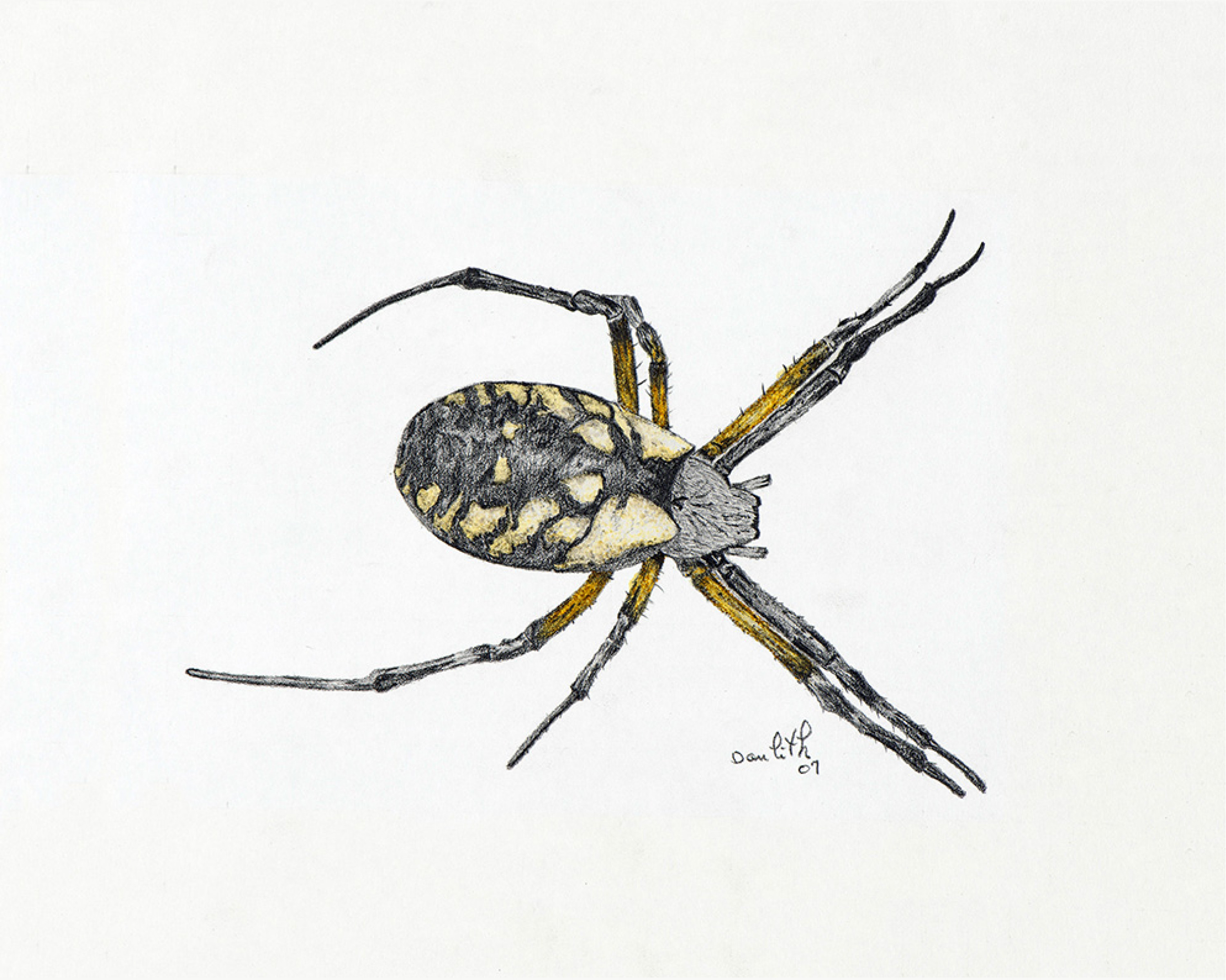 Oeuvre originale Araignée des jardins (Argiope aurantia): Writing Spider 