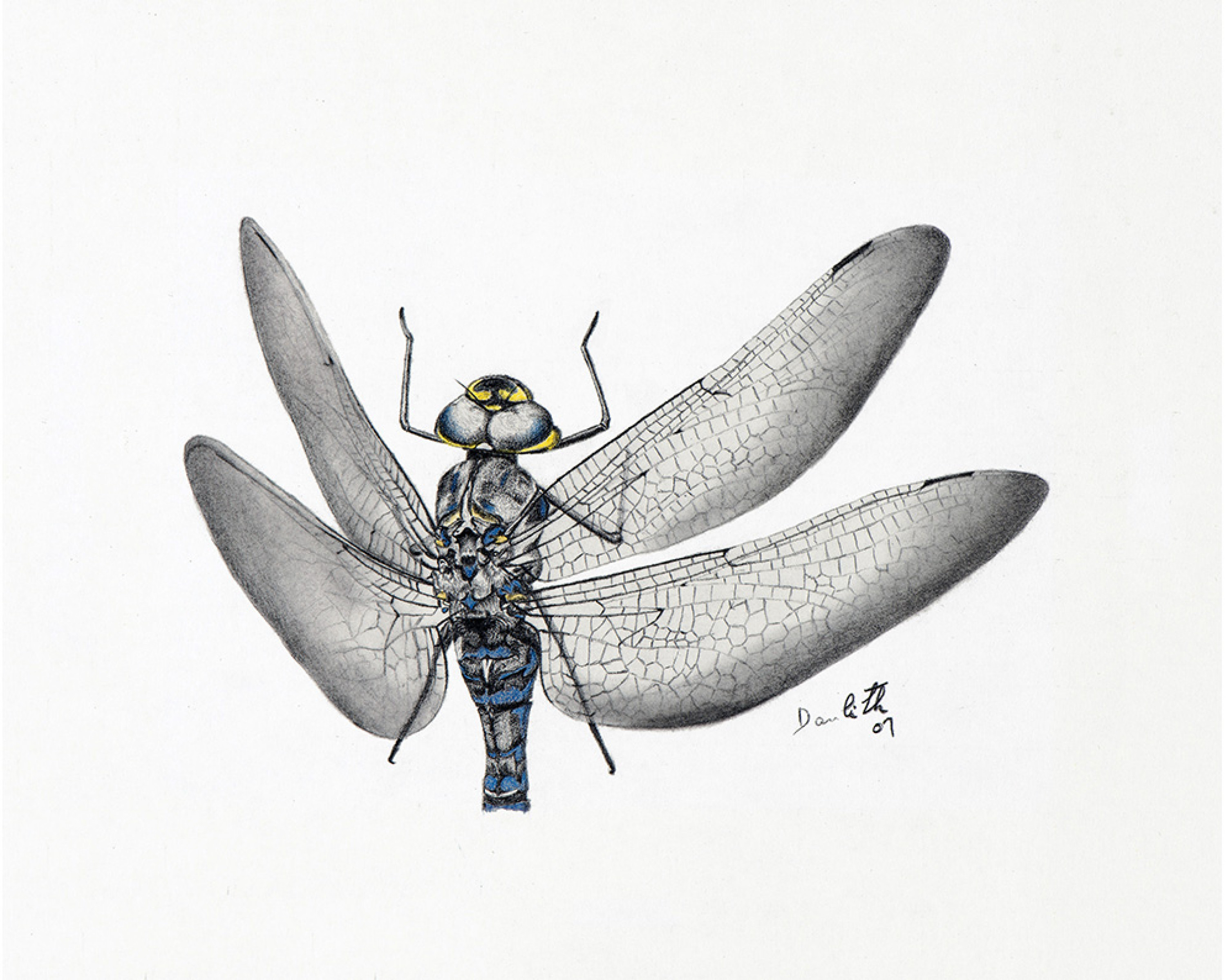 Aeschne du Canada (Aeshna canadensis): Dragonfly 