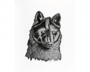 Loup noir (Canis lupus): Black Wolf